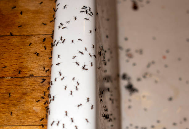 Best Spider Control Near Me  in Mansfield, AR