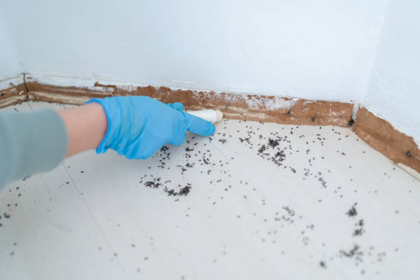 Reliable Mansfield, AR Pest Control Solutions