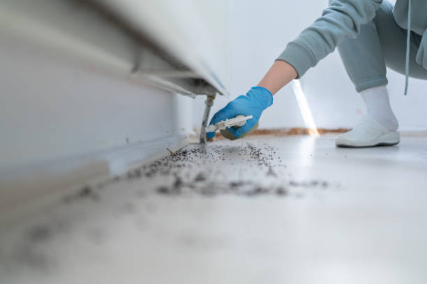Best Ant Control Services  in Mansfield, AR